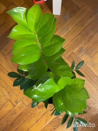 Замиокулькас замифолия