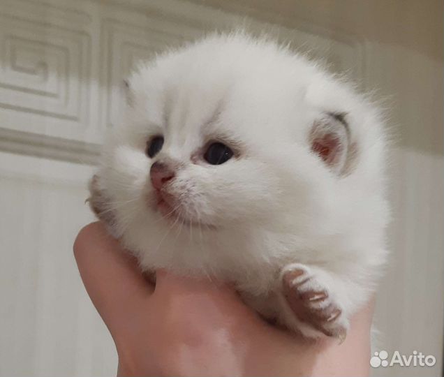 Британские котята