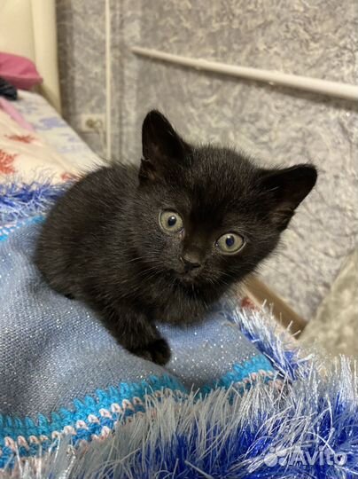 Кошечка
