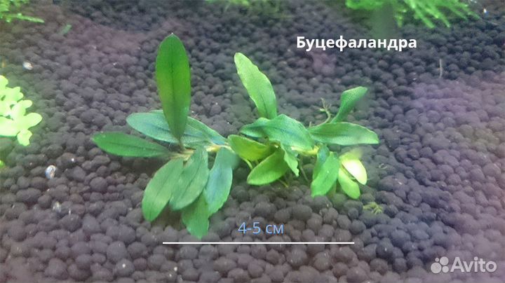 Растения, светильник, аквариум