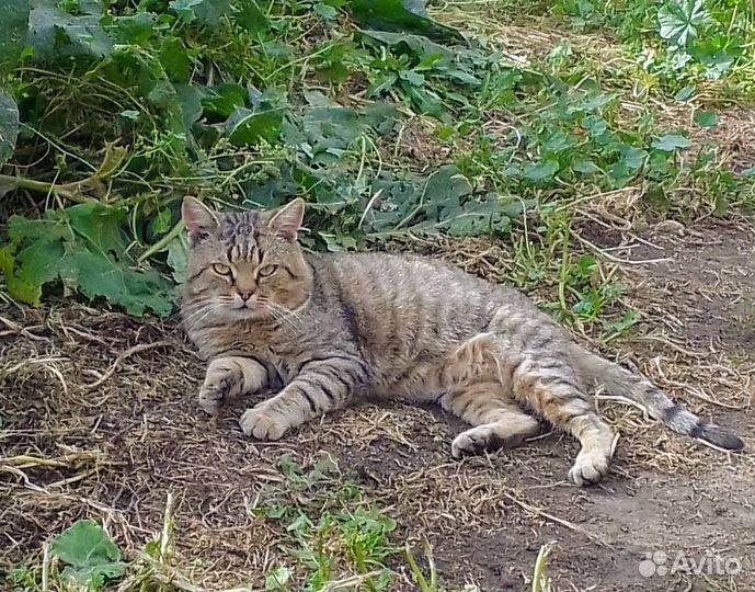 Котик в добрые руки
