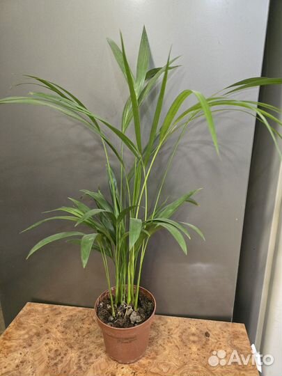 Пальма арека дипсис Dypsis