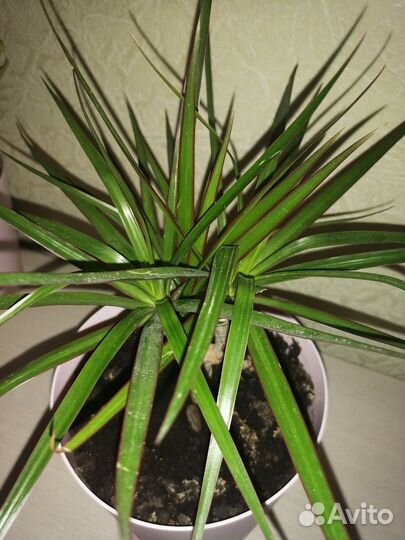 Драцена маргината