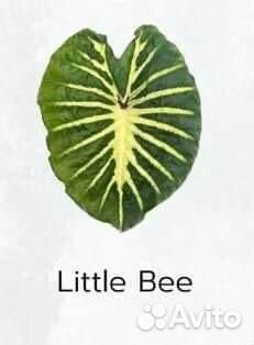 Новинка Колоказия Little Bee