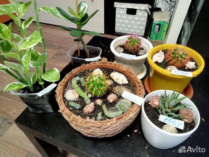 Комнатные цветы