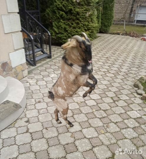Нубийский козел