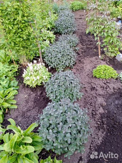 Очиток седум чоколэт черри краснолистный