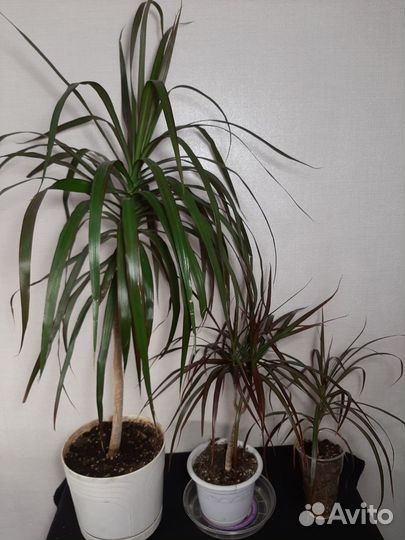 Драцена Маргината