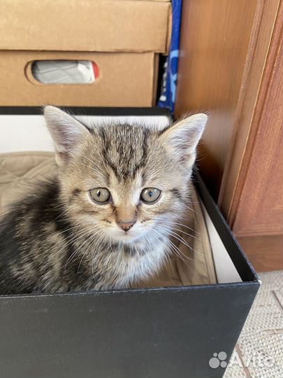 Мальчик британец