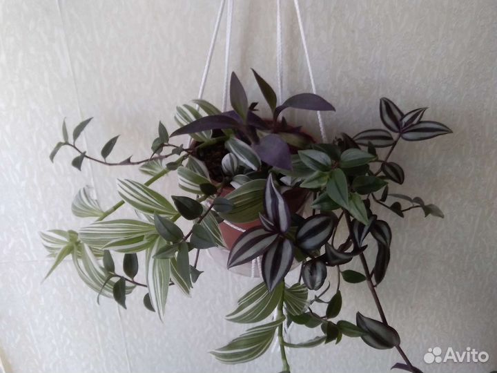 Пеперомия, цисус, папоротник, традисканции