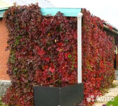 Девичий виноград пятилистный