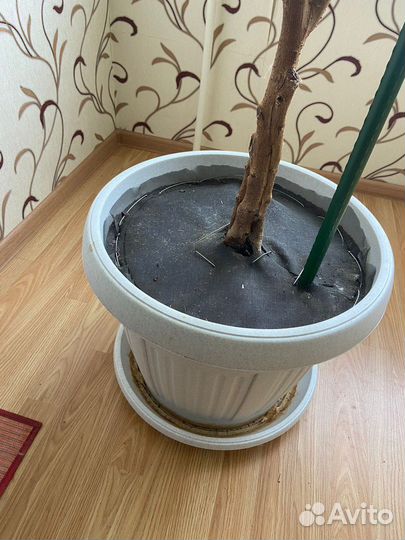 Фикус бенджамина