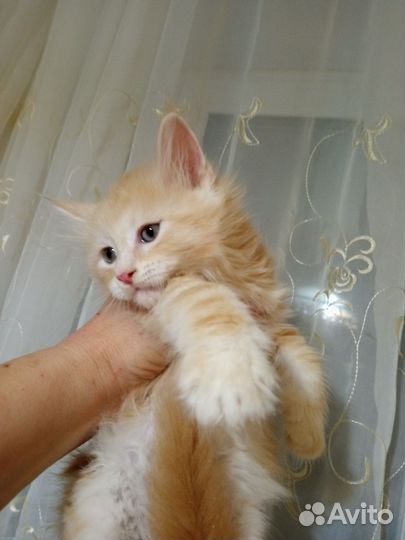 Котята мейн-кун