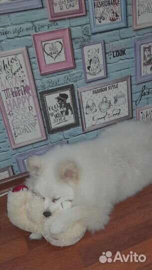 Продаётся собака