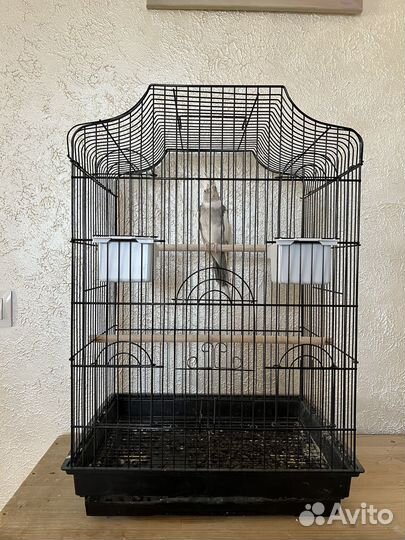 Попугай корелла с клеткой