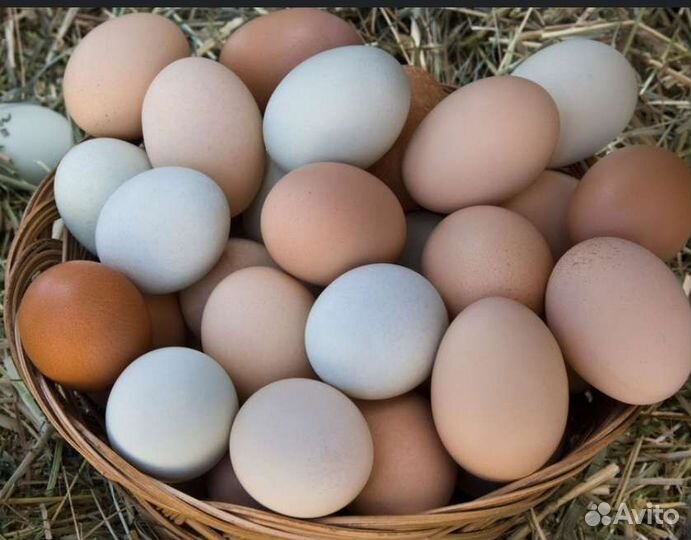 Инкубационное яйцо