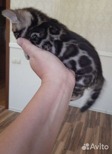 Бенгальская кошечка