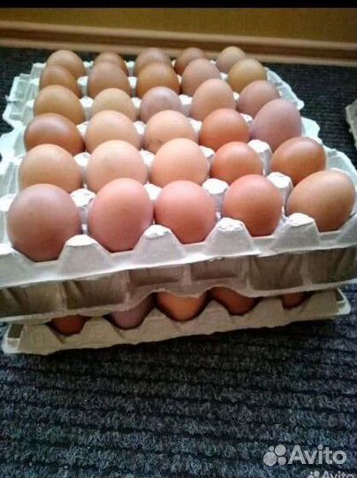 Домашние куриные яйца