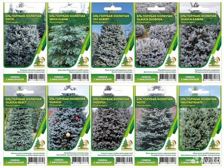 Семена ели голубой, колючей, канадской, сербской