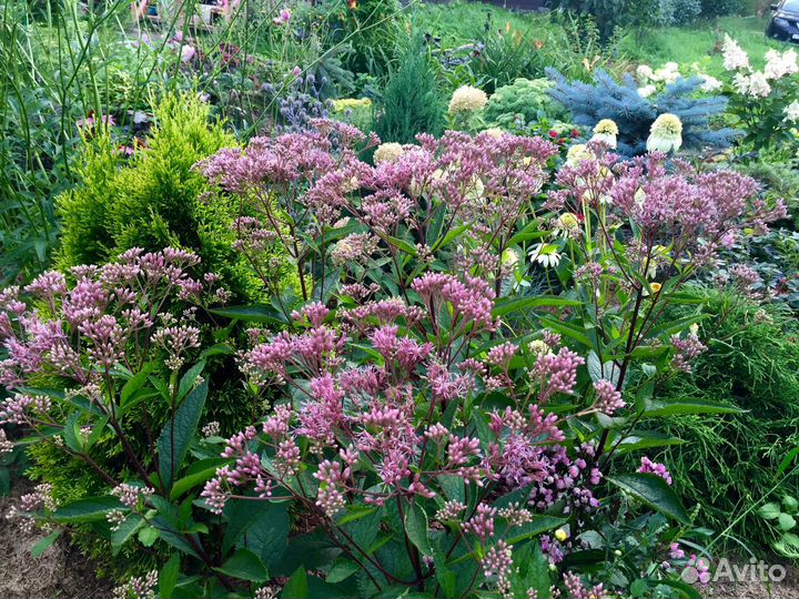 Многолетники из своего сада