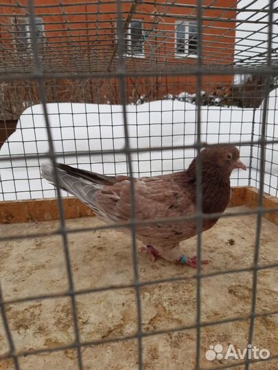 Бакинские голуби красные чили широкохвост лохмоног