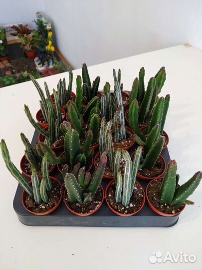 Суккуленты