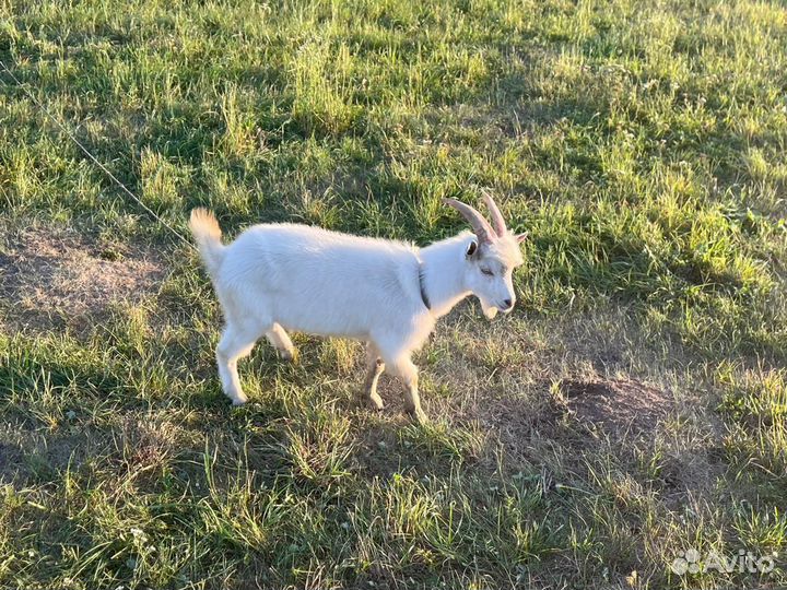 Продается козье стадо