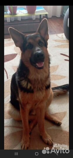 Немецкая овчарка