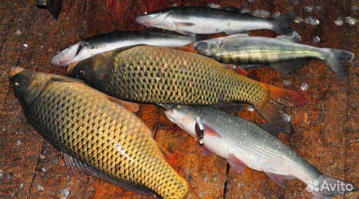 Филе щуки. Филе буфалы