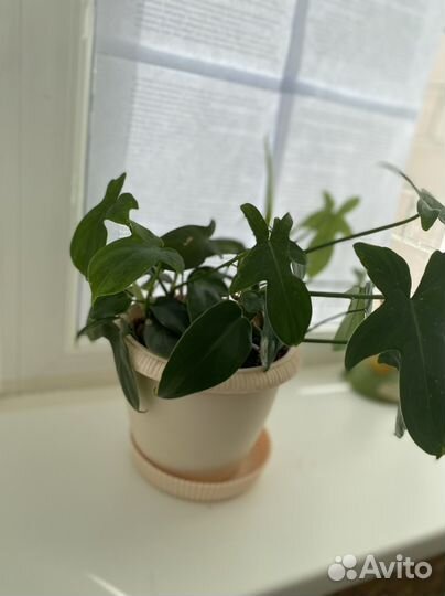 Филодендрон