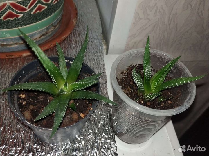 Комнатные растения