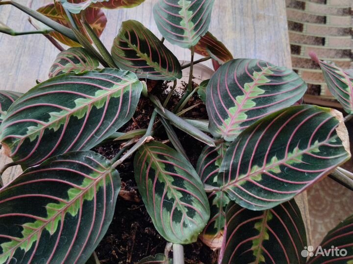Маранта триколор тропическое растение