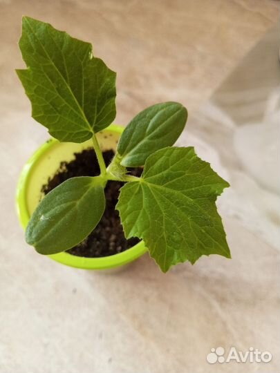 Рассада огурцов