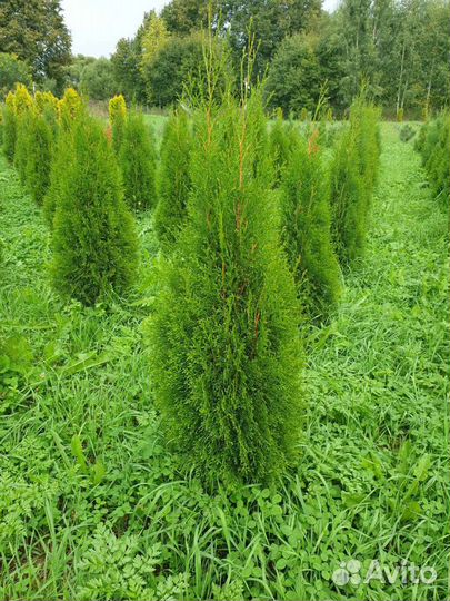 Саженцы сосны, ели, пихты, туя, береза