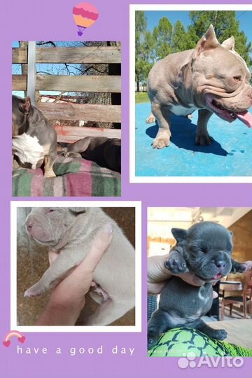 Лиловые и голубые детишки американский булли