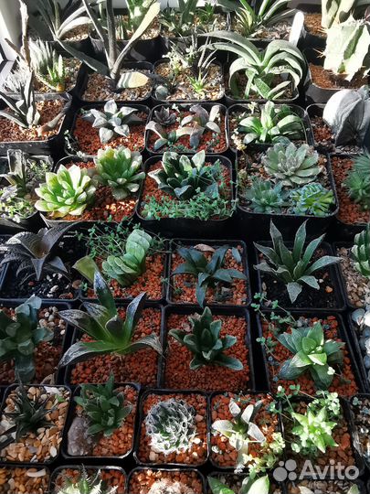 Листья хавортий