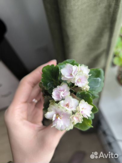 Мини фиалки разные