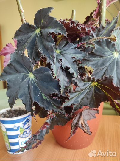 Комнатные домашние растения