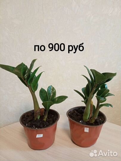 Замиокулькас Зензи