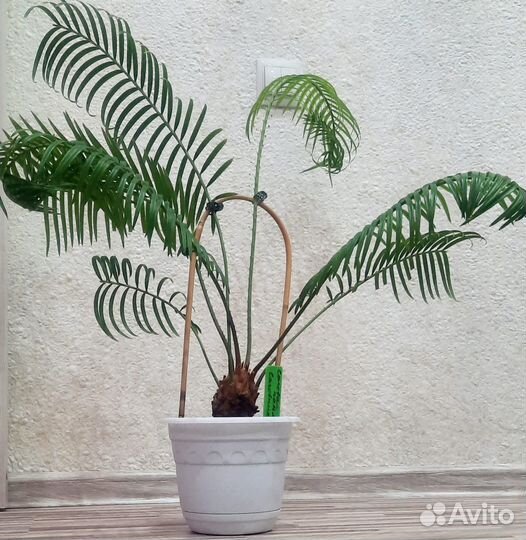 Цикас (Cycas) или Саговая пальма