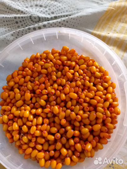 Облепиха ягоды свежая