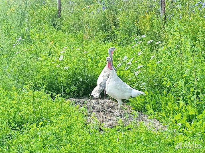 Индюшки взрослые