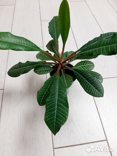 Молочай эуфорбия