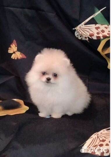 Померанский шпиц