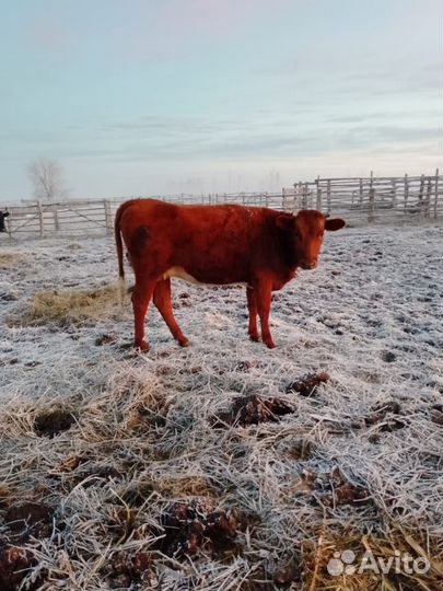 Коровы и быки