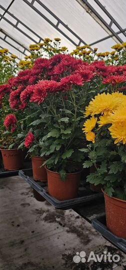 Хризантемы мультифлора