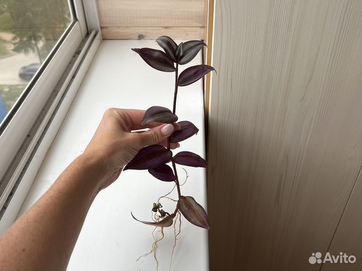 Традесканция