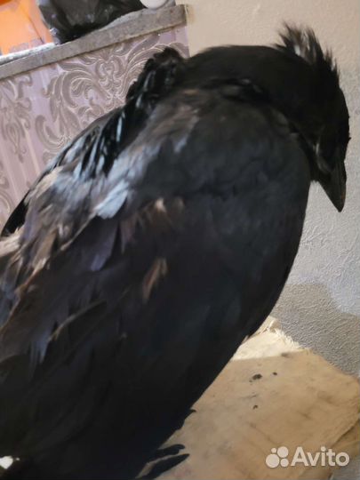 Чучело вороны