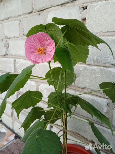 Абутилон Комнатный клён