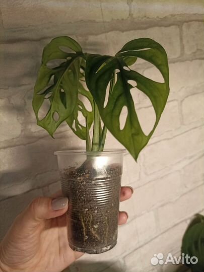 Монстера Манки Маск